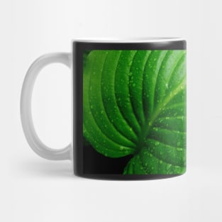 Hosta Leaf Mug